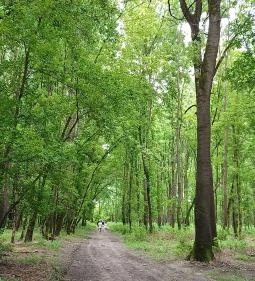 Gemenci Erdei Vasút