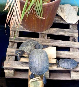 Gödöllői Királyi Kastély Pálmaház