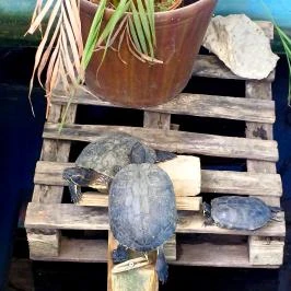 Gödöllői Királyi Kastély Pálmaház, Gödöllő - Egyéb