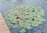 Gödör Madárbarát Park Cibakháza