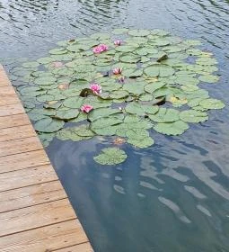 Gödör Madárbarát Park