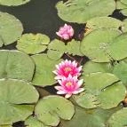 Gödör Madárbarát Park Cibakháza - Egyéb