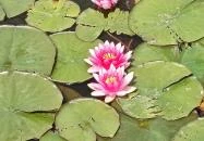 Gödör Madárbarát Park Cibakháza