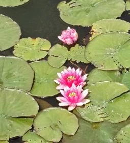 Gödör Madárbarát Park