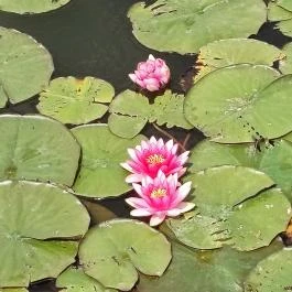 Gödör Madárbarát Park, Cibakháza - Egyéb