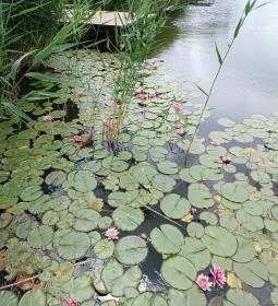 Gödör Madárbarát Park