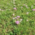 Gödörházi harangláb Magyarszombatfa - Egyéb