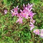 Gödörházi harangláb Magyarszombatfa - Egyéb