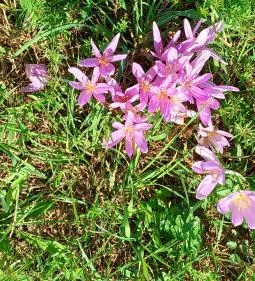 Gödörházi harangláb