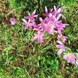 Gödörházi harangláb Magyarszombatfa - Egyéb