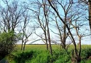 Gróf Szapáry Gyula emléktáblája Tiszabura