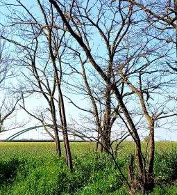 Gróf Szapáry Gyula emléktáblája