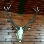 Halász Vendéglő Nagykör? - Egyéb