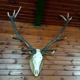 Halász Vendéglő Nagykör? - Egyéb