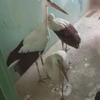 Hortobágyi Madárpark Hortobágy - Egyéb