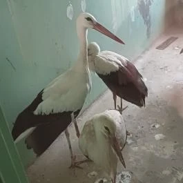 Hortobágyi Madárpark, Hortobágy - Egyéb