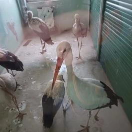 Hortobágyi Madárpark, Hortobágy - Egyéb