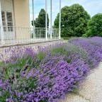 Károlyi-Kastély Fehérvárcsurgó - Egyéb