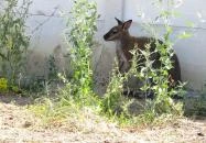 Kenguru Park Tiszaderzs