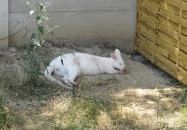 Kenguru Park Tiszaderzs