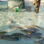 Kérészek násztánca Szolnok - Egyéb