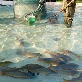 Kérészek násztánca, Szolnok - Egyéb