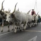 Kilenclyukú híd Hortobágy - Egyéb