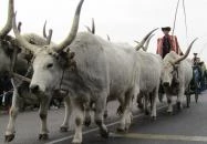 Kilenclyukú híd Hortobágy