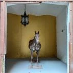 Kincsem-palota Budapest - Egyéb