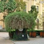 A Líciumfa Debrecen - Egyéb