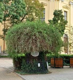 34. legjobb látnivaló: A Líciumfa 