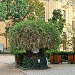 A Líciumfa Debrecen - Egyéb