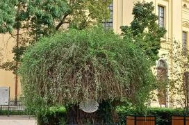 A Líciumfa Debrecen