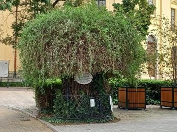 A Líciumfa Debrecen