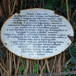 A Líciumfa Debrecen - Egyéb