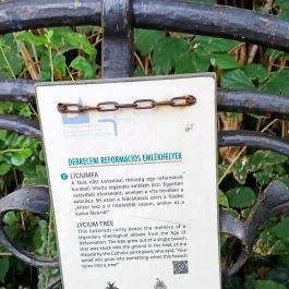 A Líciumfa Debrecen - Egyéb