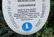 A Líciumfa Debrecen