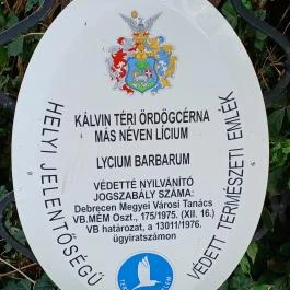 A Líciumfa Debrecen - Egyéb