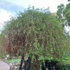 A Líciumfa Debrecen - Egyéb