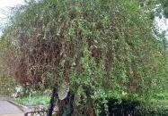 A Líciumfa Debrecen