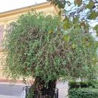 A Líciumfa Debrecen - Egyéb