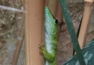 Magyar Természettudományi Múzeum Mátra Múzeuma Gyöngyös