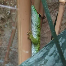 Magyar Természettudományi Múzeum Mátra Múzeuma, Gyöngyös - Egyéb