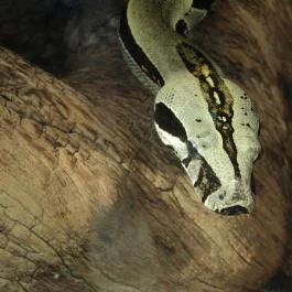 Magyar Természettudományi Múzeum Mátra Múzeuma, Gyöngyös - Egyéb