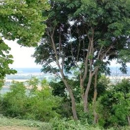 Mausz-kápolna, Szálka - Egyéb