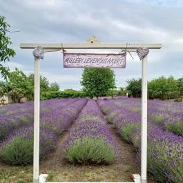 Milléri Levendulakert, Besenyszög - Egyéb