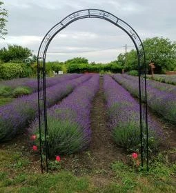 Milléri Levendulakert