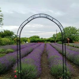 Milléri Levendulakert, Besenyszög - Egyéb