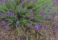 Milléri Levendulakert Besenyszög