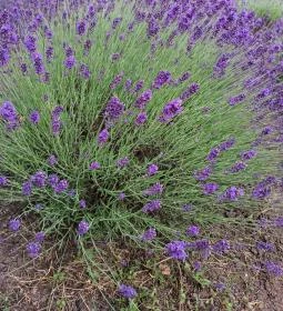 Milléri Levendulakert